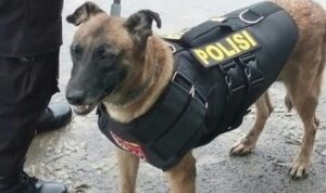anjing pelacak2