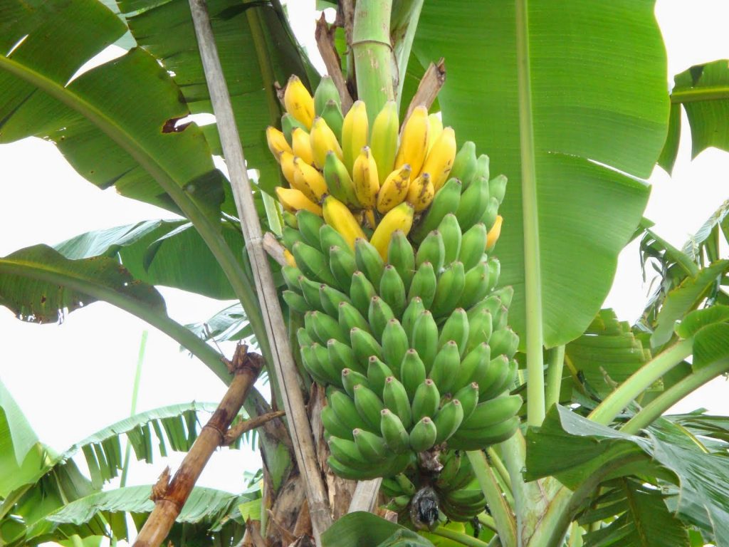 Terkendala Infrastruktur, Petani Lingga Kesulitan Pasarkan Hasil Panen Pisang