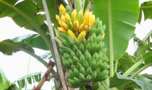Terkendala Infrastruktur, Petani Lingga Kesulitan Pasarkan Hasil Panen Pisang