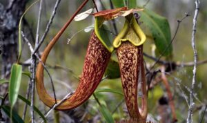 nepenthes rafflesiana