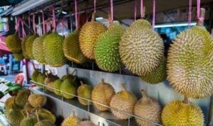 Durian Upin Ipin di Bintan Jadi Buruan Wisatawan Mancanegara